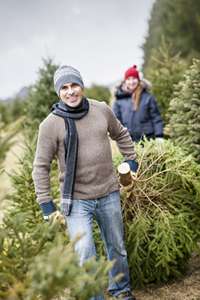 Christmas Tree Lot Insurance