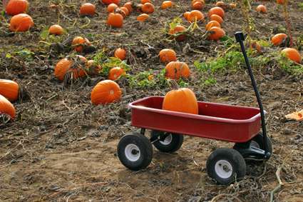 pumpkin farm insurance program